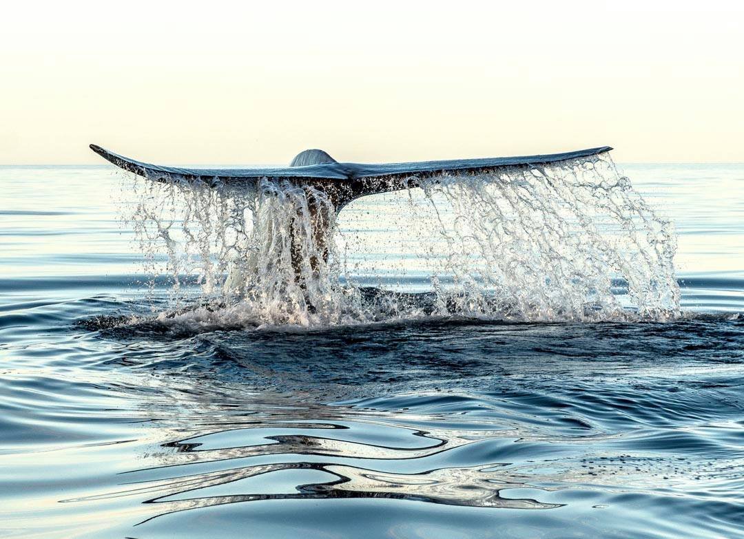 Ballenas Azules en Loreto: Un espectáculo natural de invierno